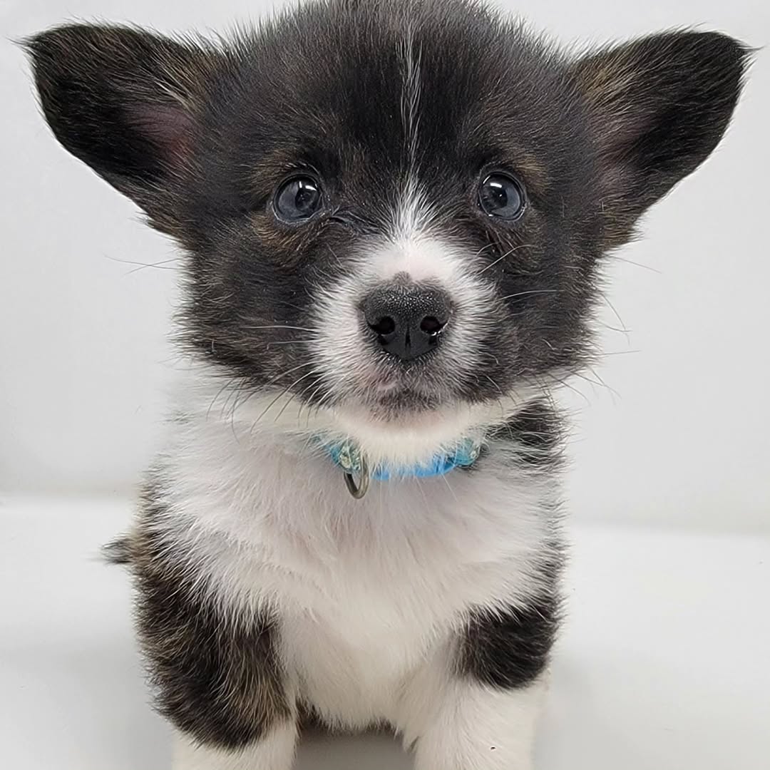 Adorable tiny puppy