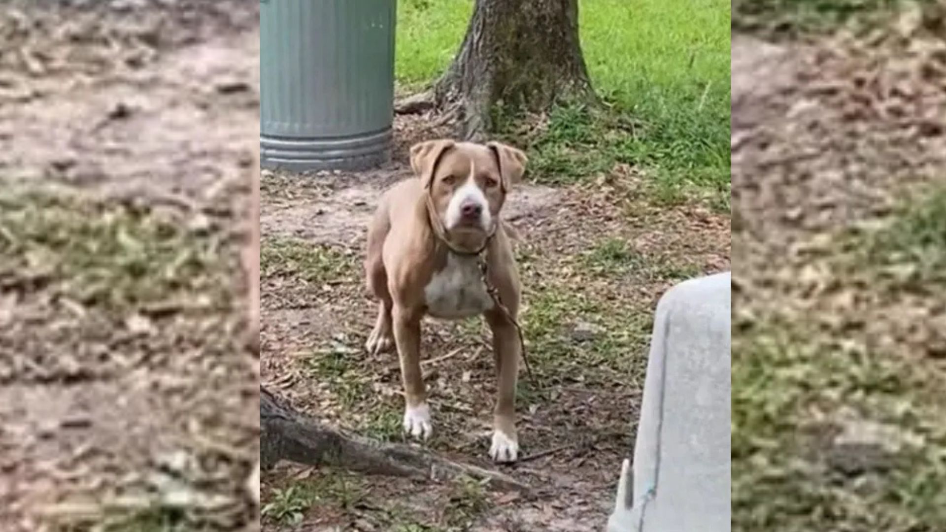 Alabama Couple Shocked To Find A Furry Surprise Tied To A Tree In Their New Yard