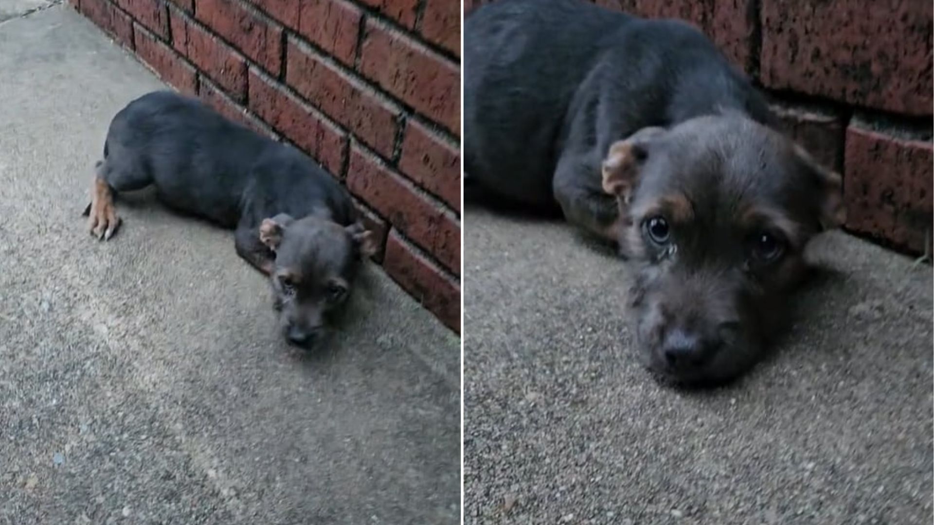 Alabama Puppy Left To Fend For Herself Encounters A Kind Stranger Willing To Help