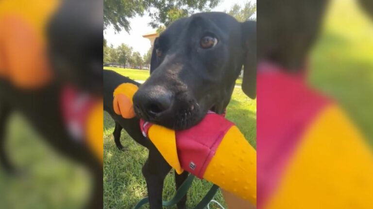 rescue shelter dog on a day out