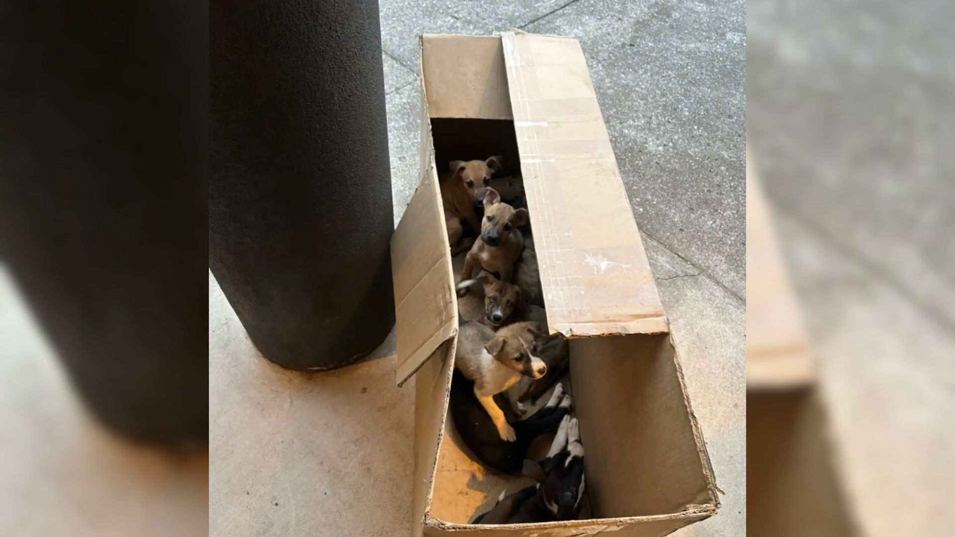 puppies in box