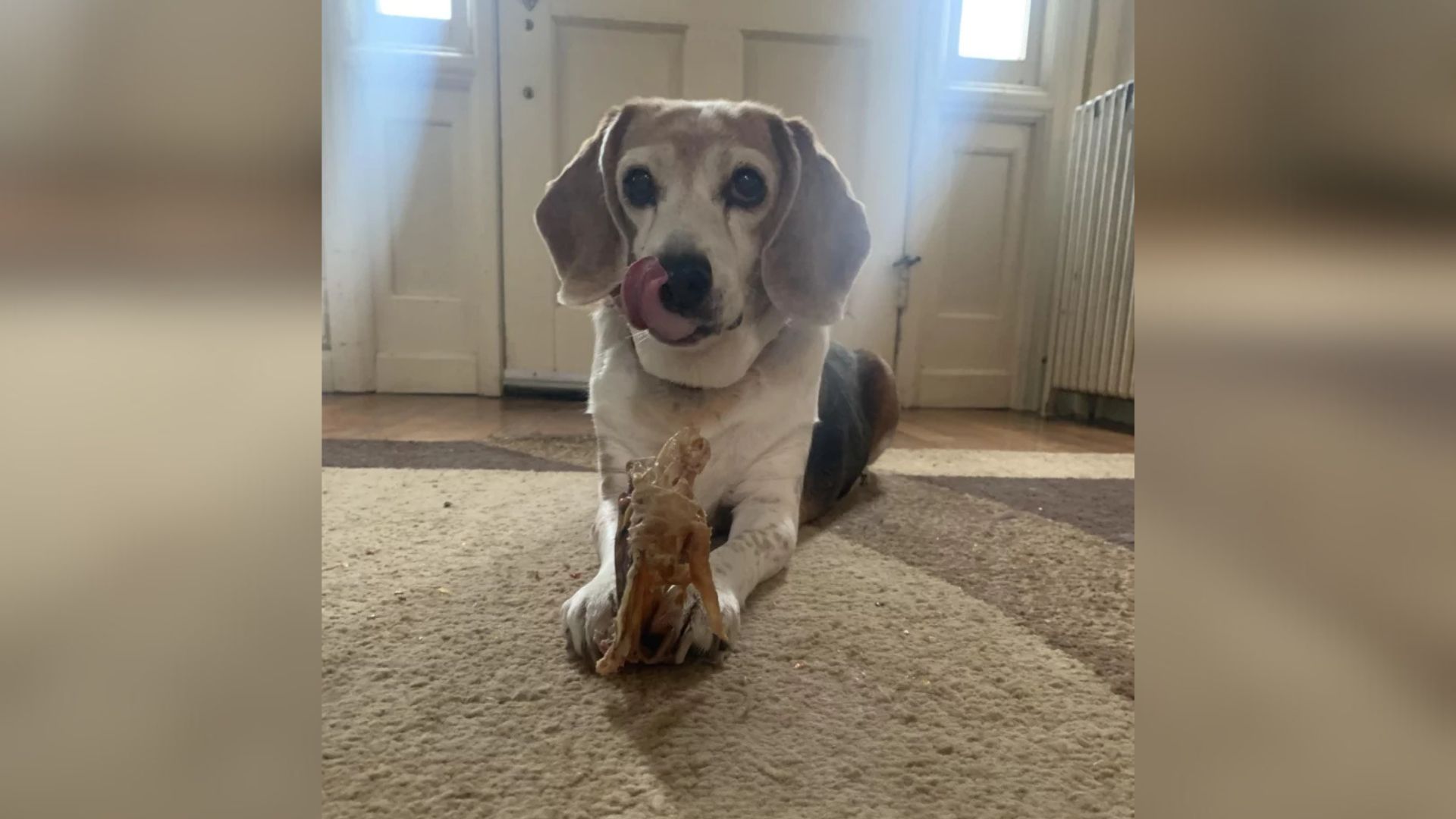 Alabama Woman’s Heartwarming Dog Adoption Takes A Surprising Turn At The Vet