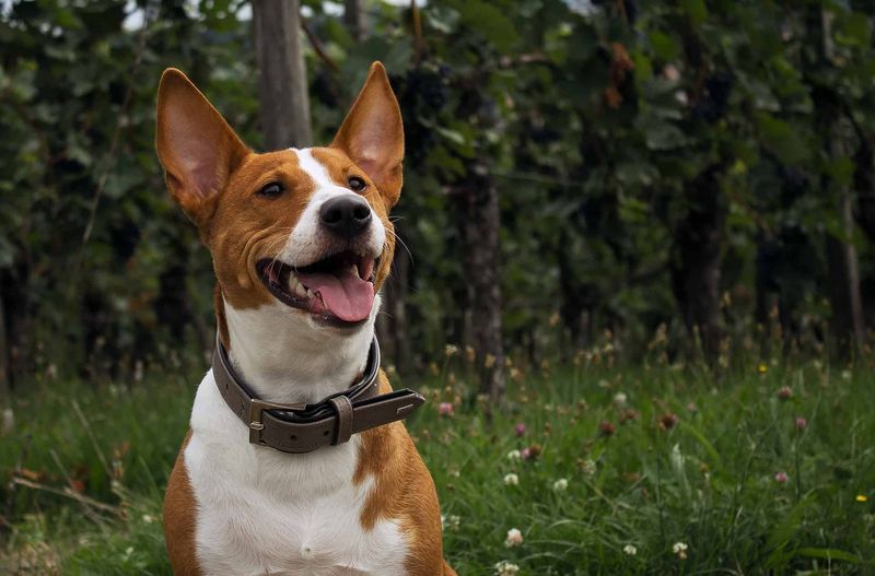 Barktoberfest — Columbus, IN