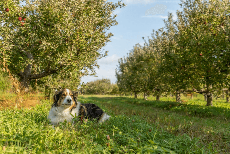 Wasem Fruit Farm