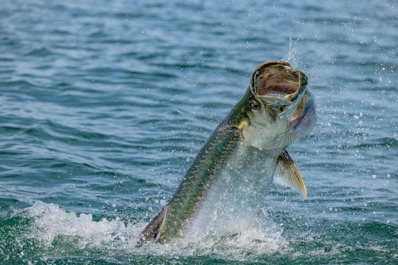 Tarpon