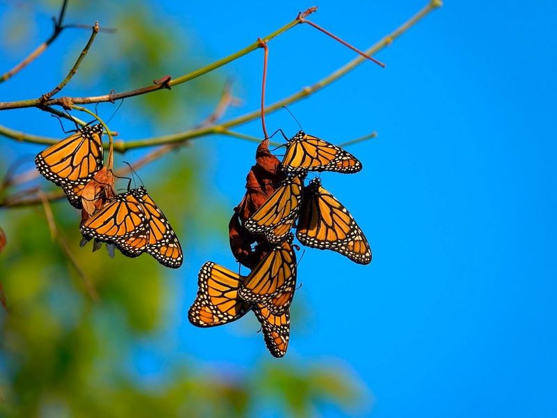 Monarch Butterfly