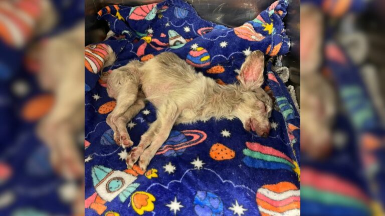 dog in shelter