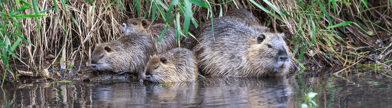 Diet: From Crayfish To Nutria