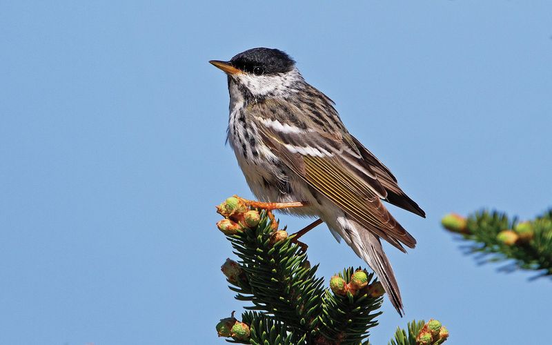 Blackpoll Warblers