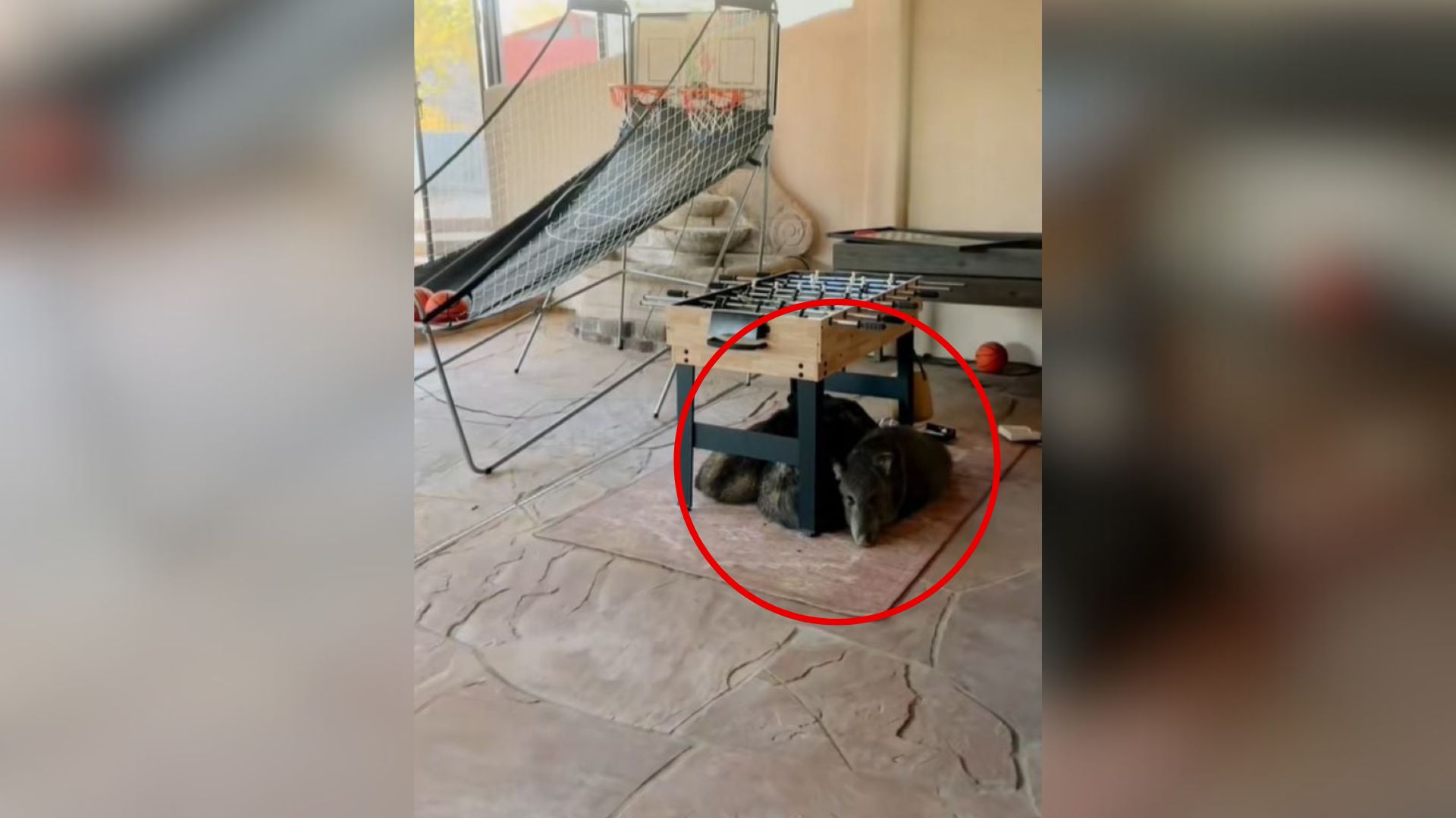 Arizona Homeowner Enters Sunroom, Only To Find Furry Visitors Waiting For Her