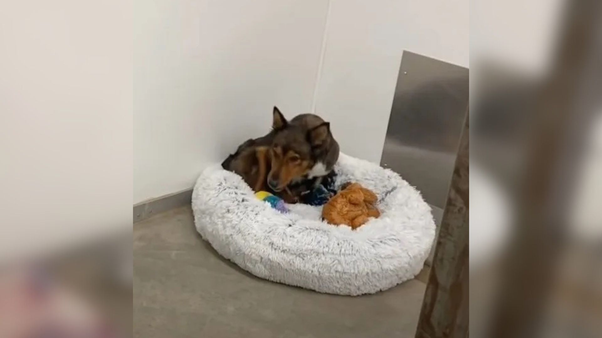 Arizona Mama Dog Was Devastated By Loss Until She Met Three Orphaned Kittens
