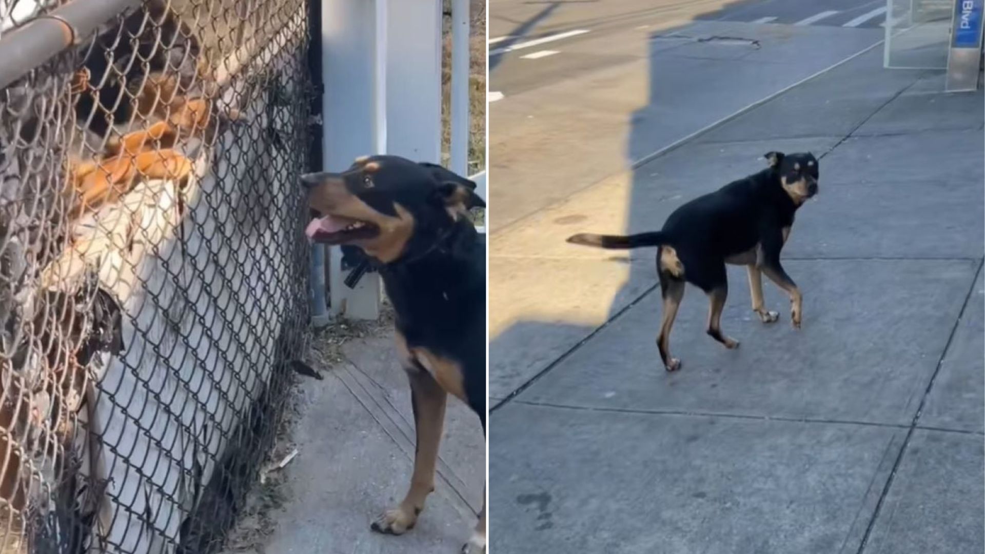 Arizona Man Moves To New York And Finds His Dog’s Twin Living Next Door 