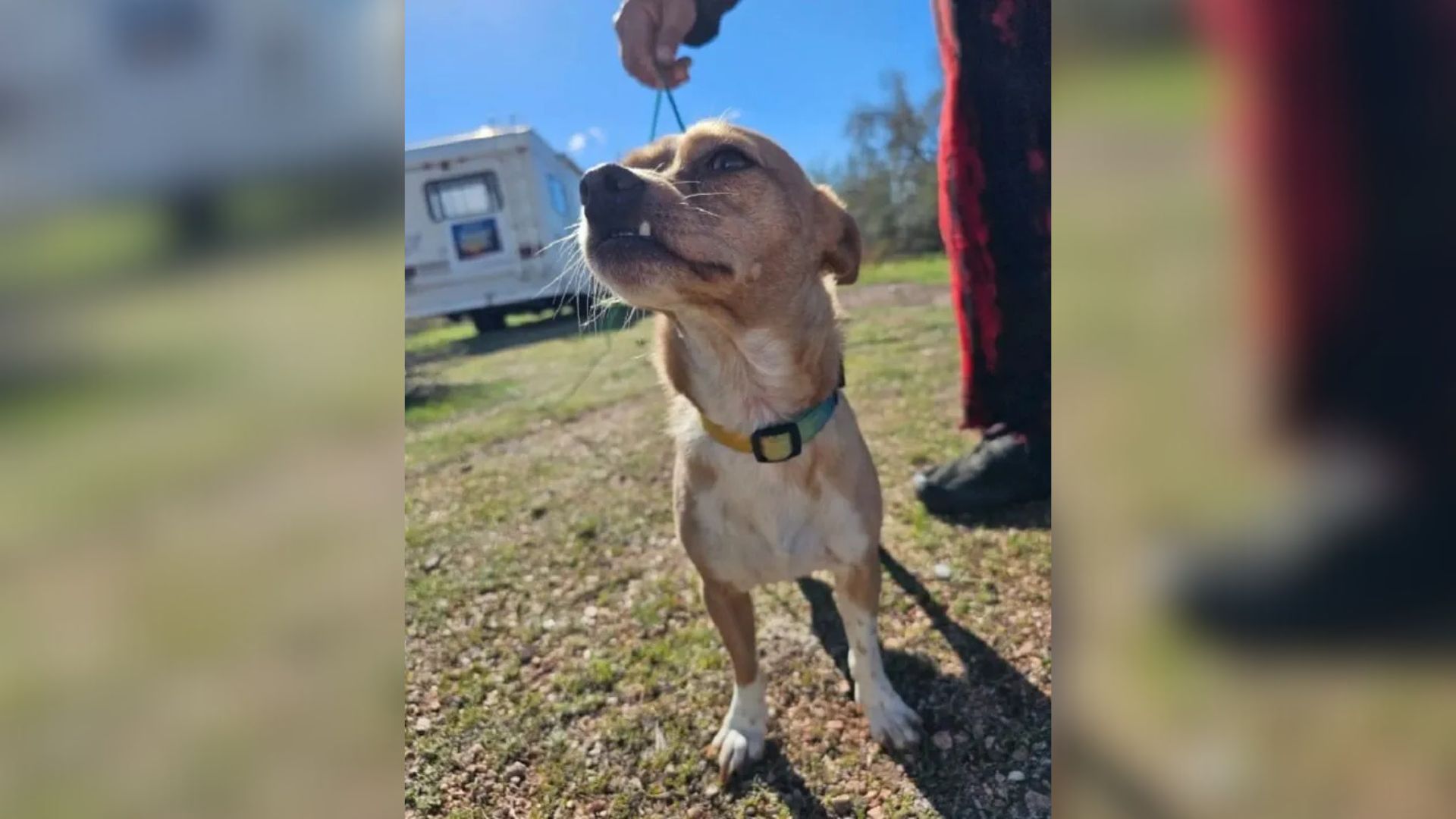 Arizona Sisters Were Stunned After Discovering A Pup In A Desert Only To Realize He Had Something Stuck On His Side