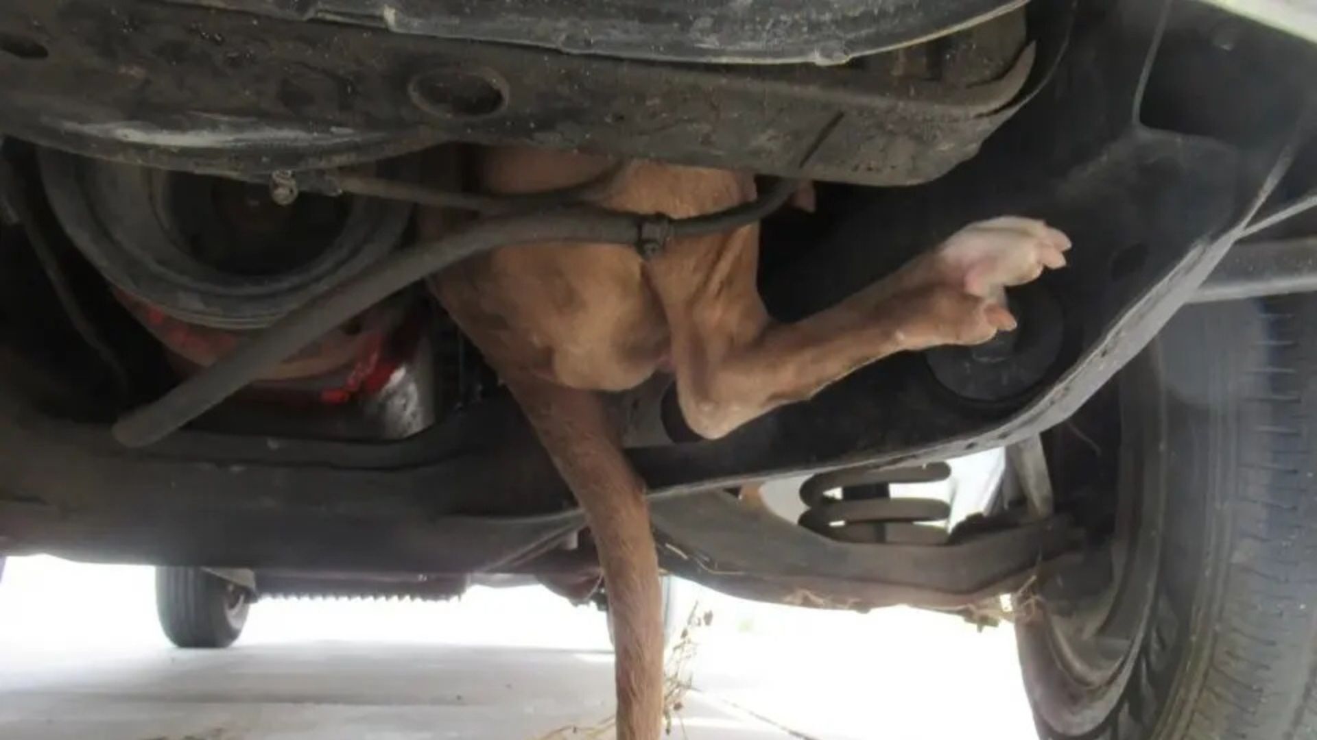 Arizona Woman Was Shocked To Discover Something Furry Hanging Out Of Her Car Engine 