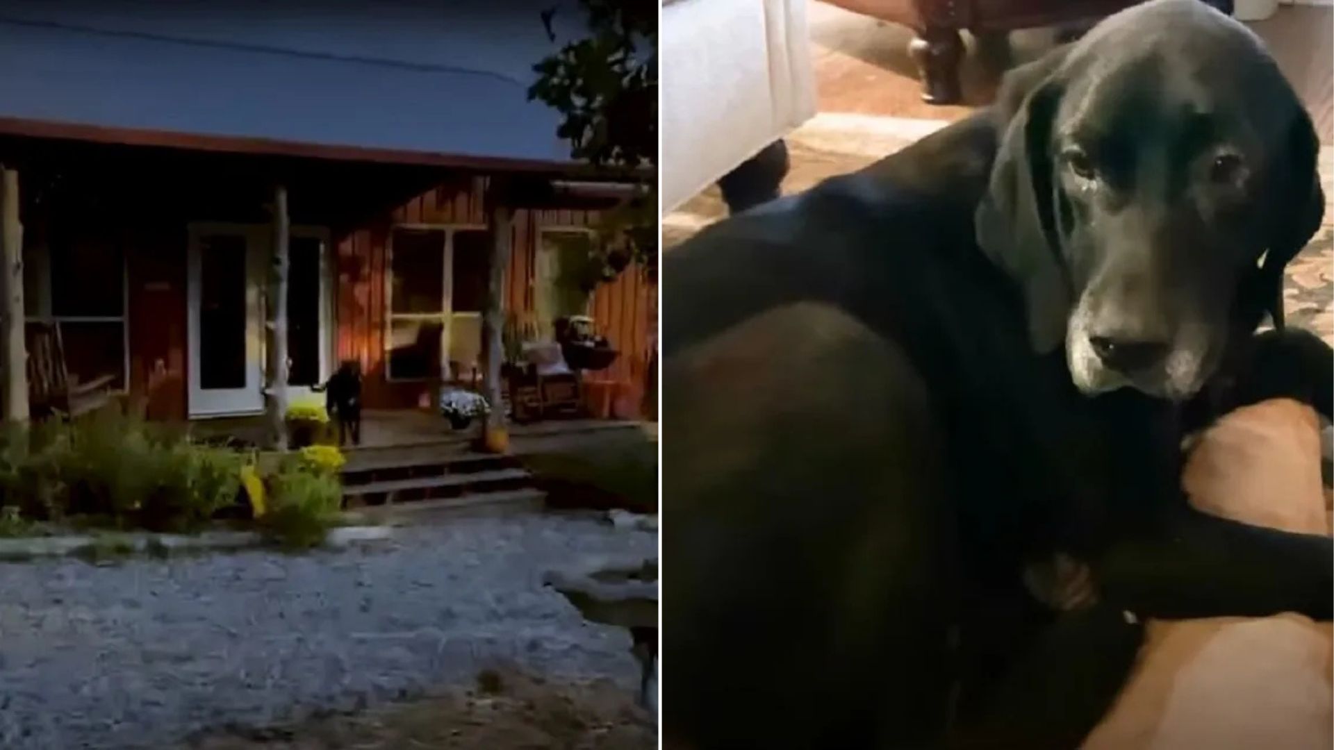 sick dog on porch