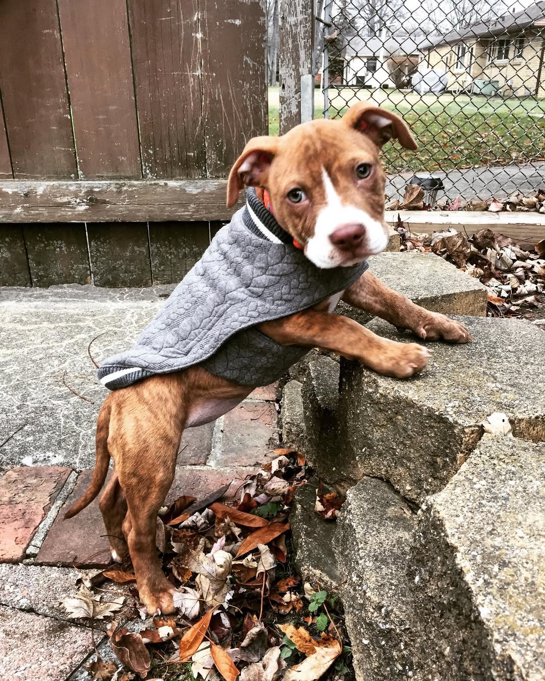 Beautiful Pit Bull