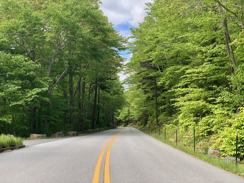 Park Loop Road's Crimson Canopy