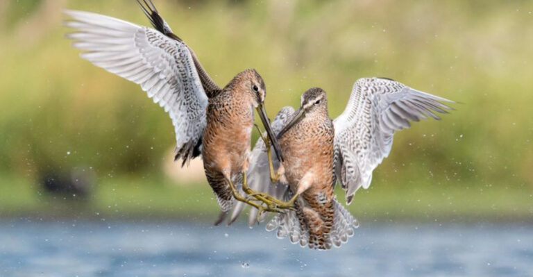 Birds To Watch For On Their Journey Through Texas In Fall