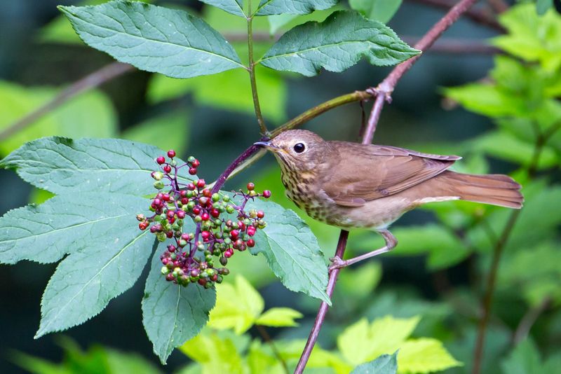 Swainson's Thrushes