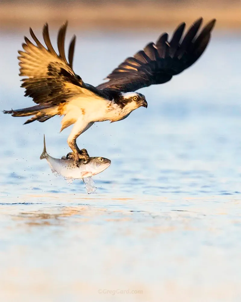 Ospreys