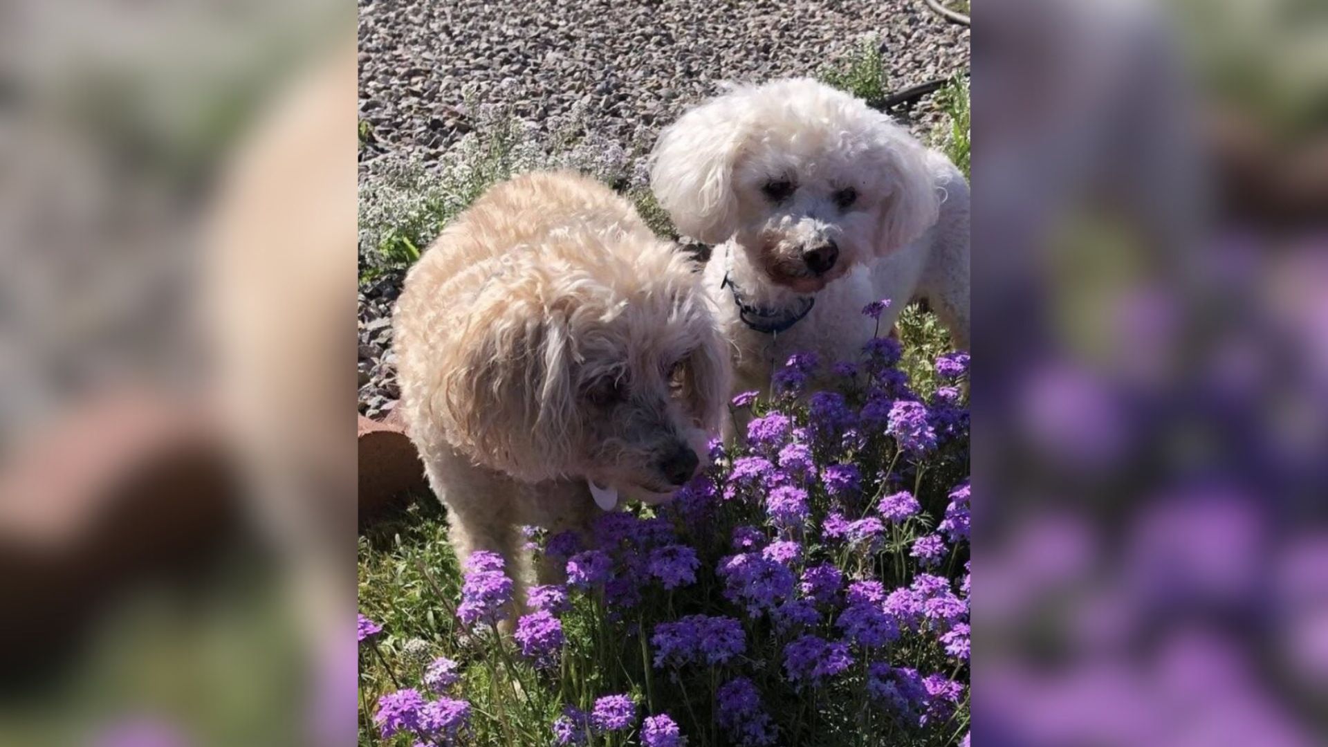 California Bonded Pair Of Dogs Ages 15 Hope To Keep Their Friendship Through Their Golden Years