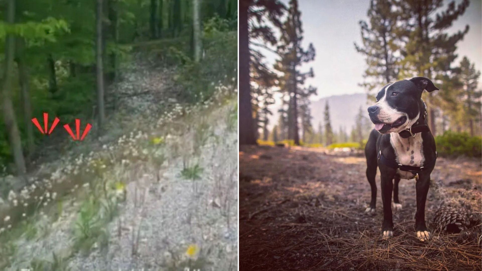 California Couple’s Hike Turns Into An Unforgettable Rescue After They Follow Mysterious Cries In The Woods