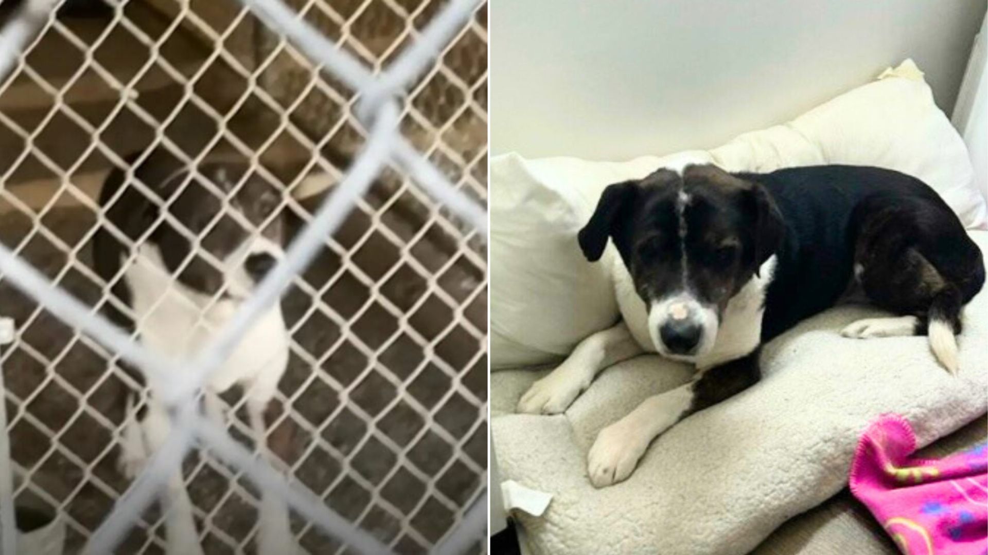 California Deaf Dog Accidentally Left Behind In Shelter Fire Evacuation Ends Up Right Where He Belongs