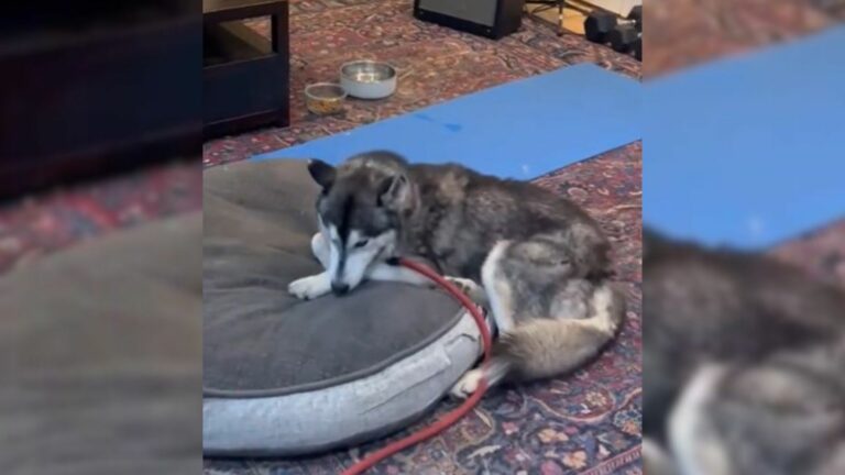 dog sleeping