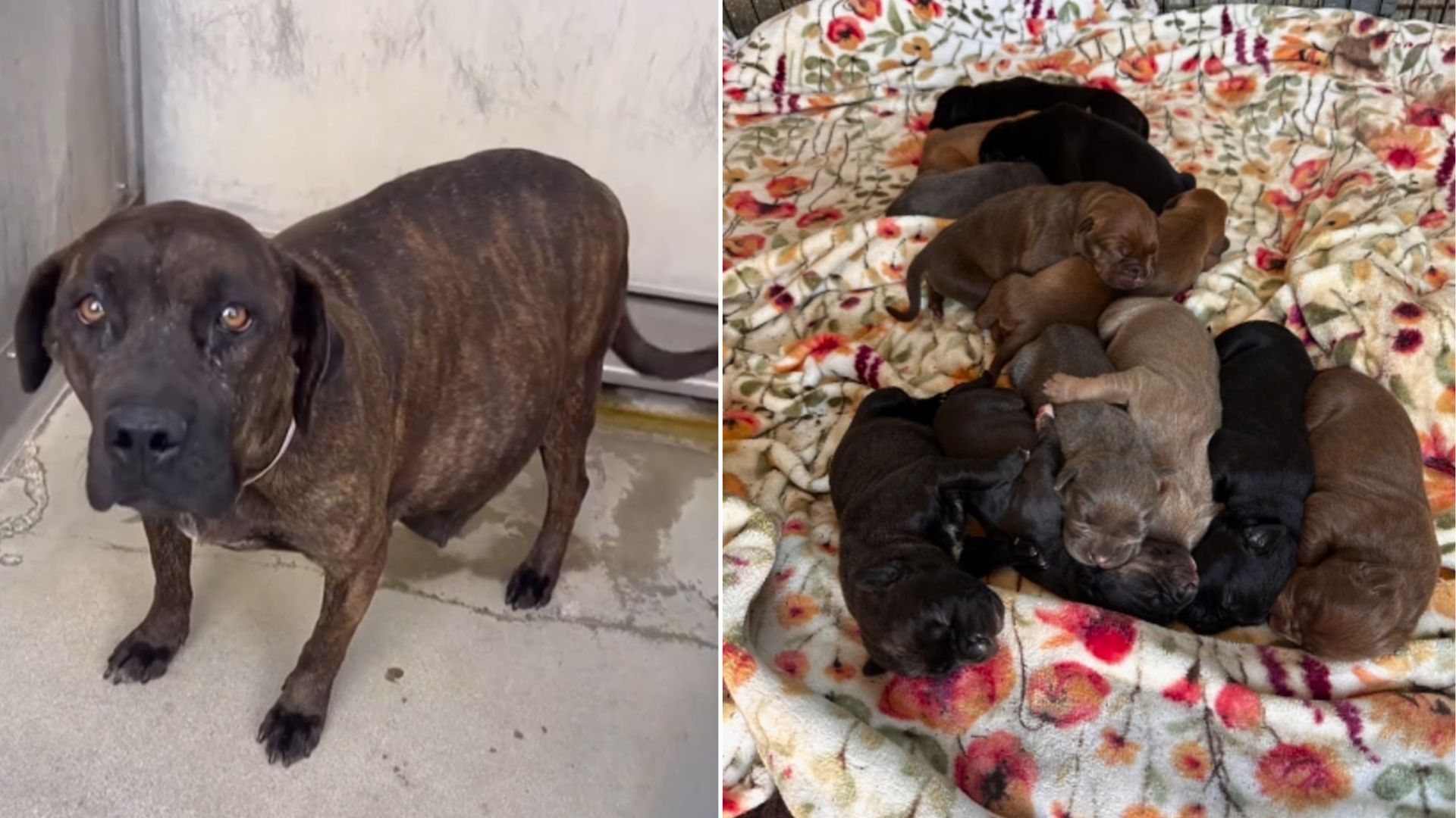 California Dog Mom Who Gave Birth To A Massive Litter Gets A Second Chance In A Foster Home