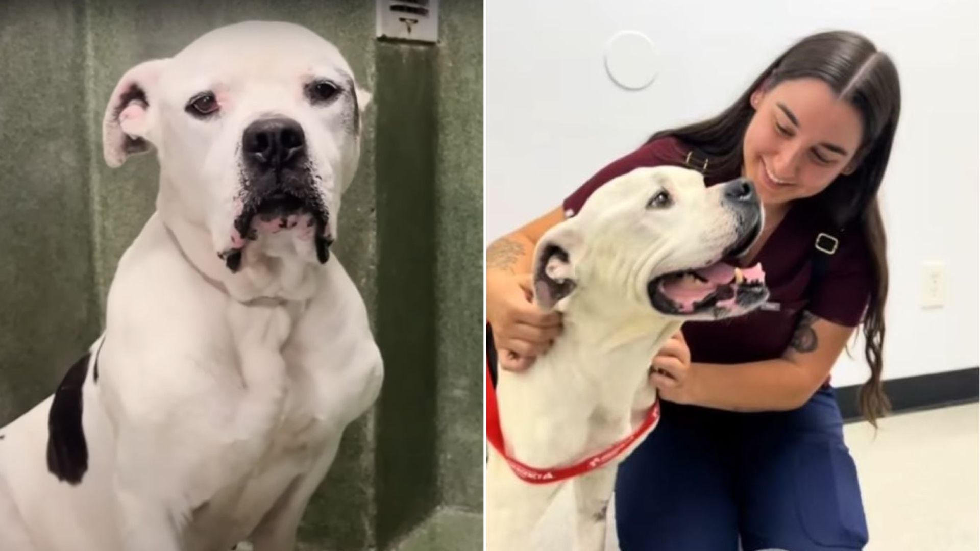 California Dog Overlooked Again And Again Waits For A Miracle As Time Runs Out At The Shelter