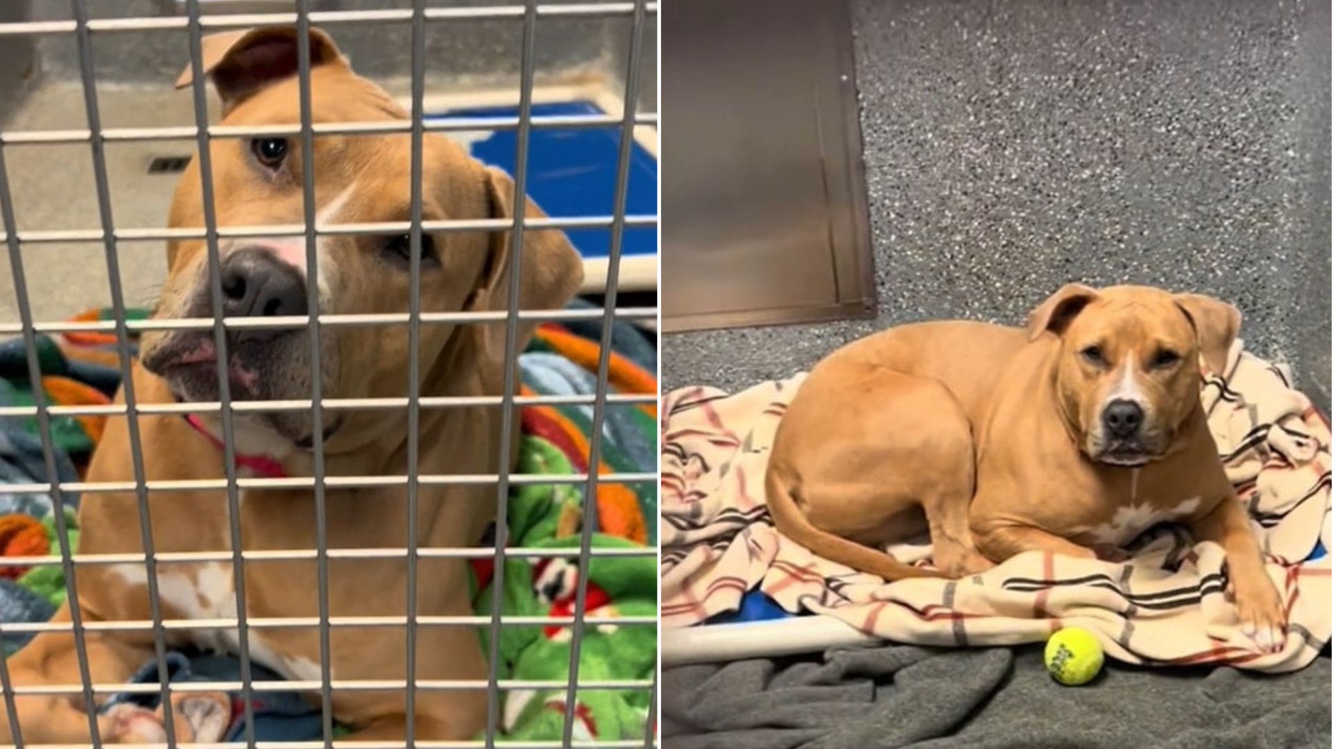 heartbroken dog in the shelter