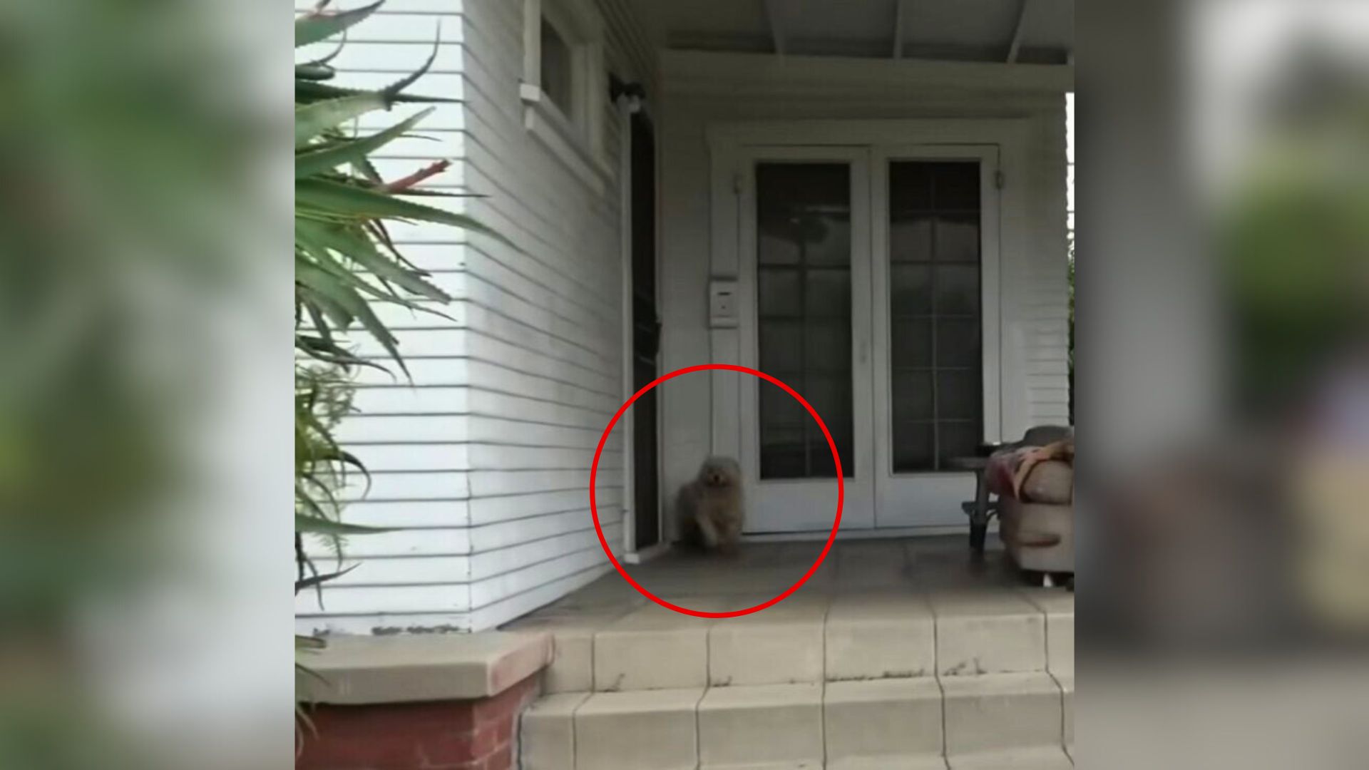 California Dog Shows Up On Stranger’s Porch Begging For Help, Then Everything Changes
