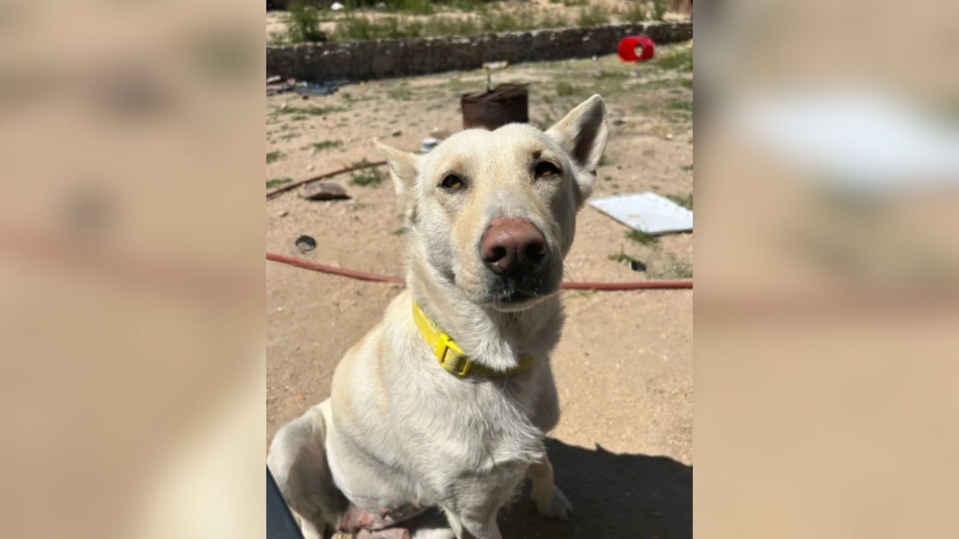 California Dog Was Abandoned By Breeders With Her Unborn Puppies When She Was No Longer Profitable