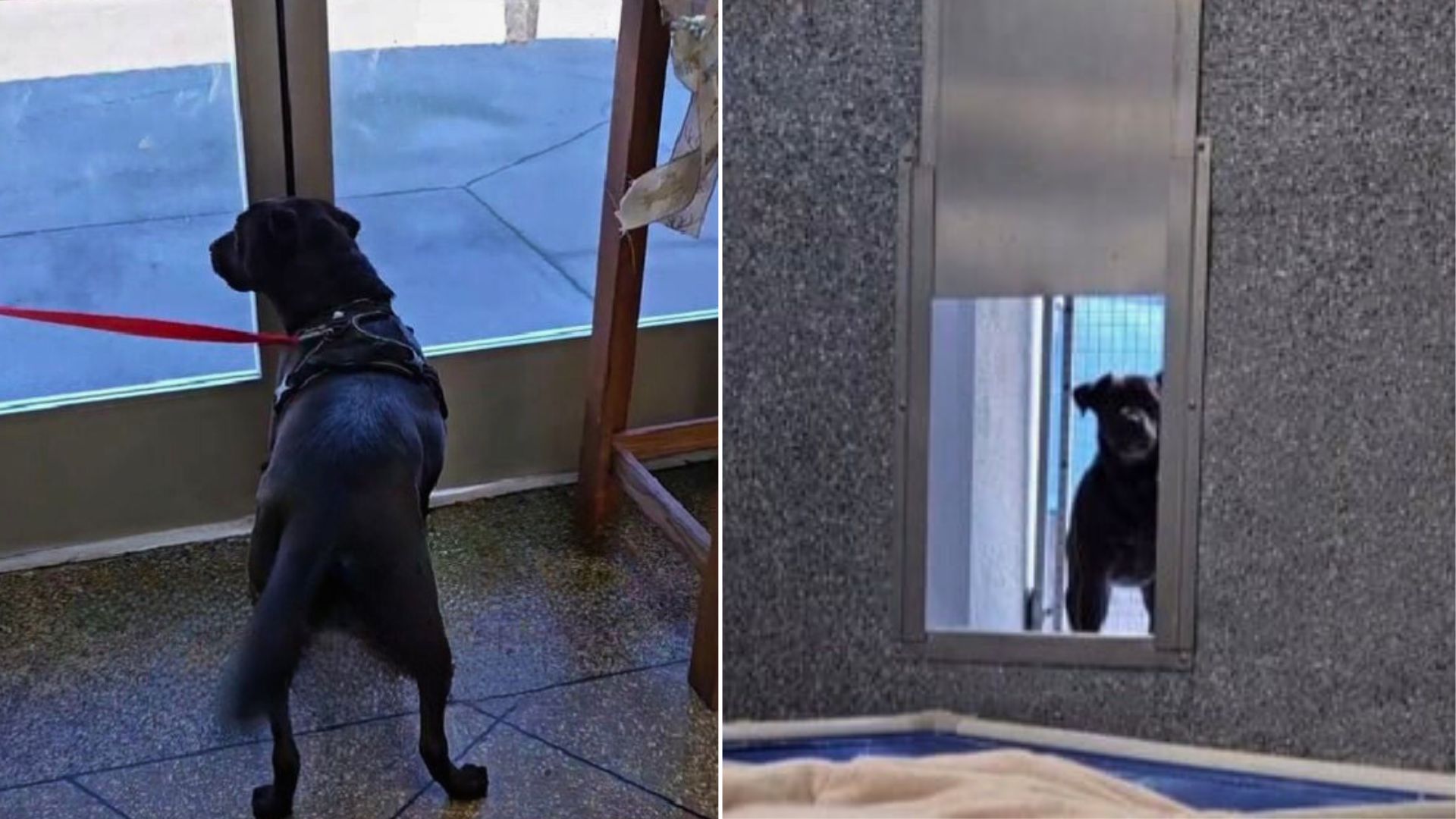 California Dog Who Kept Coming To Shelter Three Times Finds His Forever Home At Last