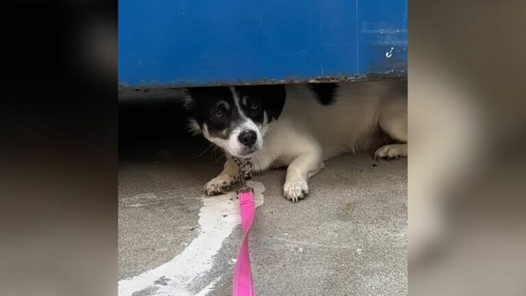 sweet tiny dog