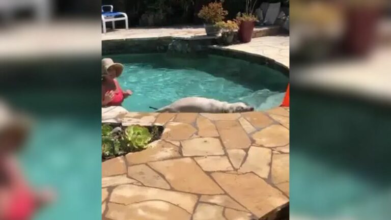 dog swimming