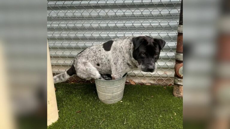 dog in bucket