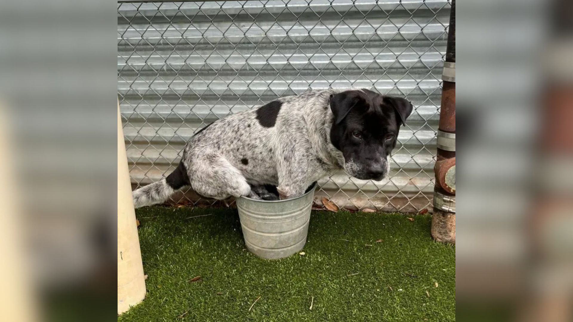 California Dog’s Strange Love For A Bucket Sparks Fame And An Unexpected Twist