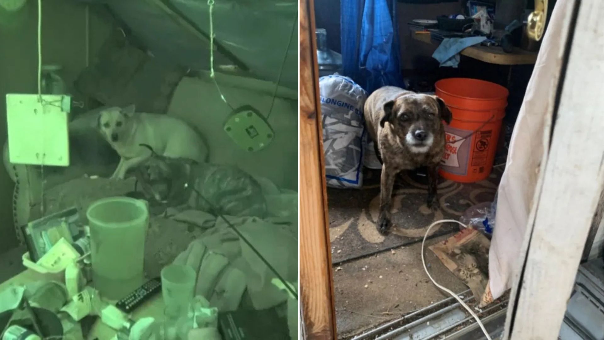 dogs left behind after their owner passed away