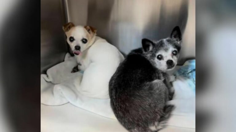 two sweet dogs