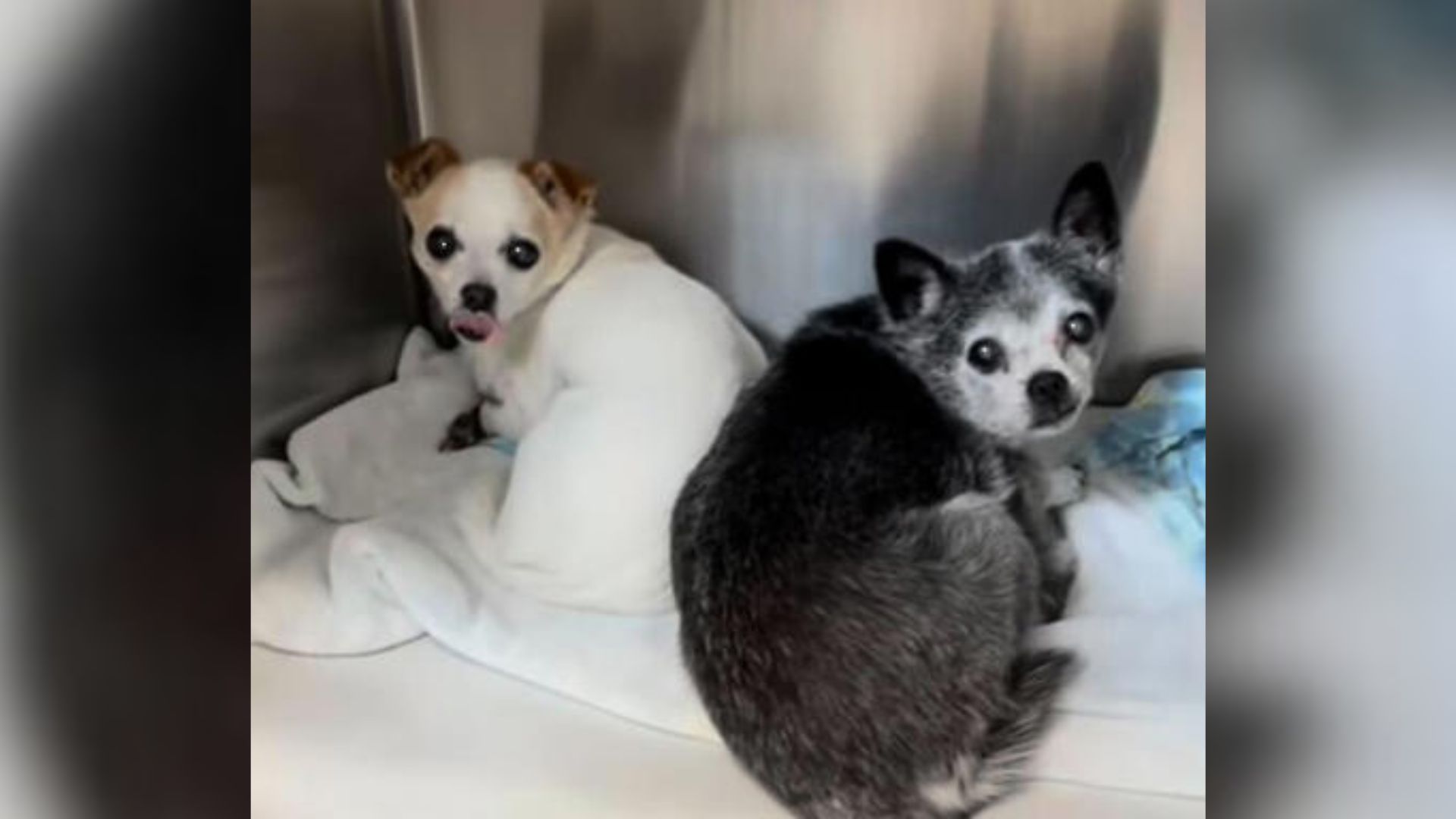 California Dogs Who Lost Their Home After 16 Years With A Family Can’t Stop Shaking In Kennel