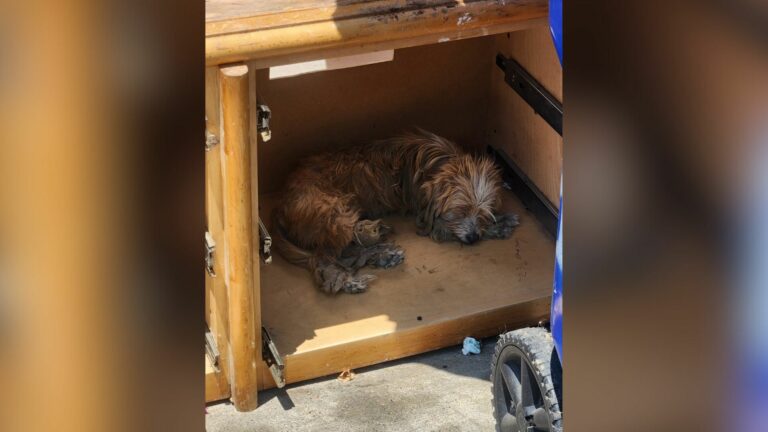 dog sleeping in broken abandoned furniture on the street