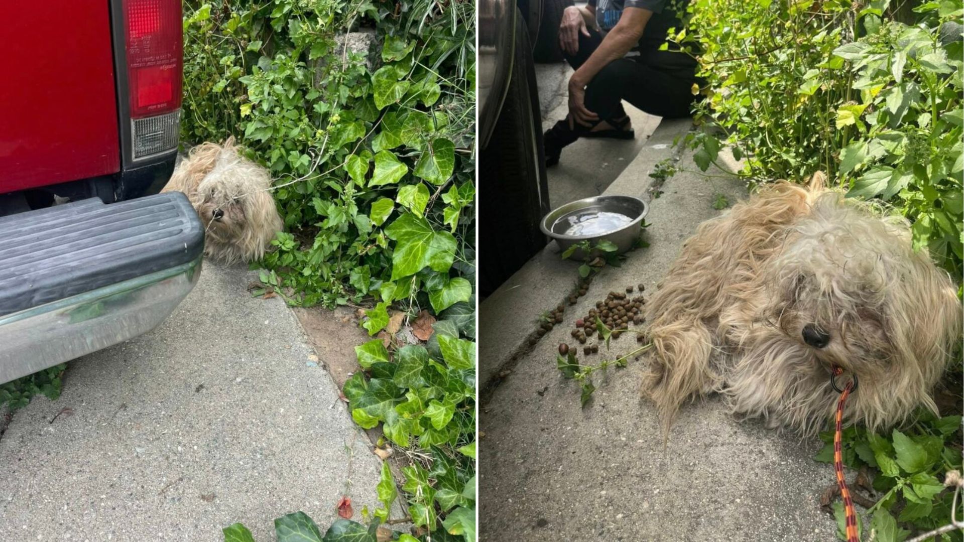 California Earthquake Survivor Matted Dog Blossoms In A Spectacular Transformation