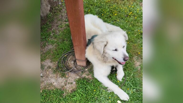 dog tied to mailbox