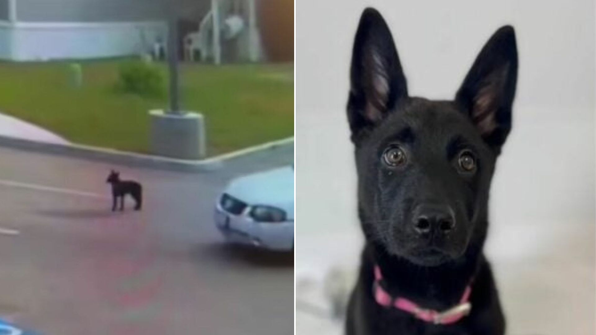 California German Shepherd Chases Her Owner’s Car After Heartbreaking Parking Lot Abandonment