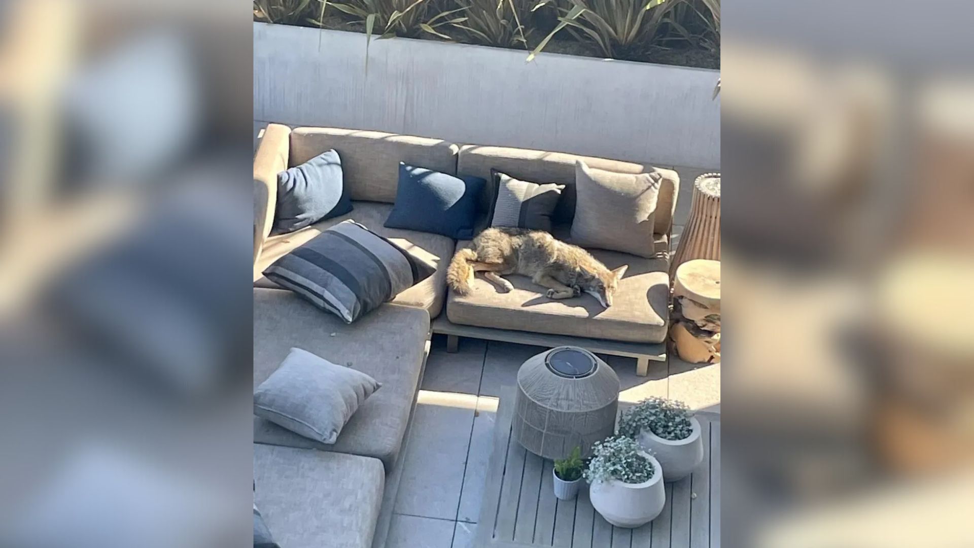 California Homeowner Encounters Strange Visitor On Patio, Only To Uncover His Surprising Identity