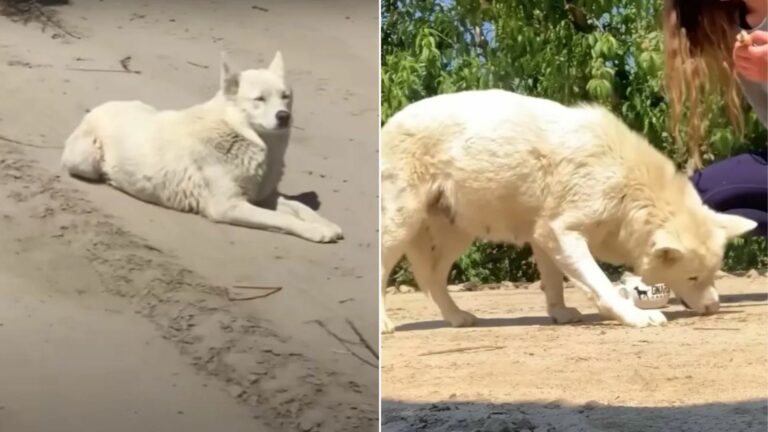 white husky