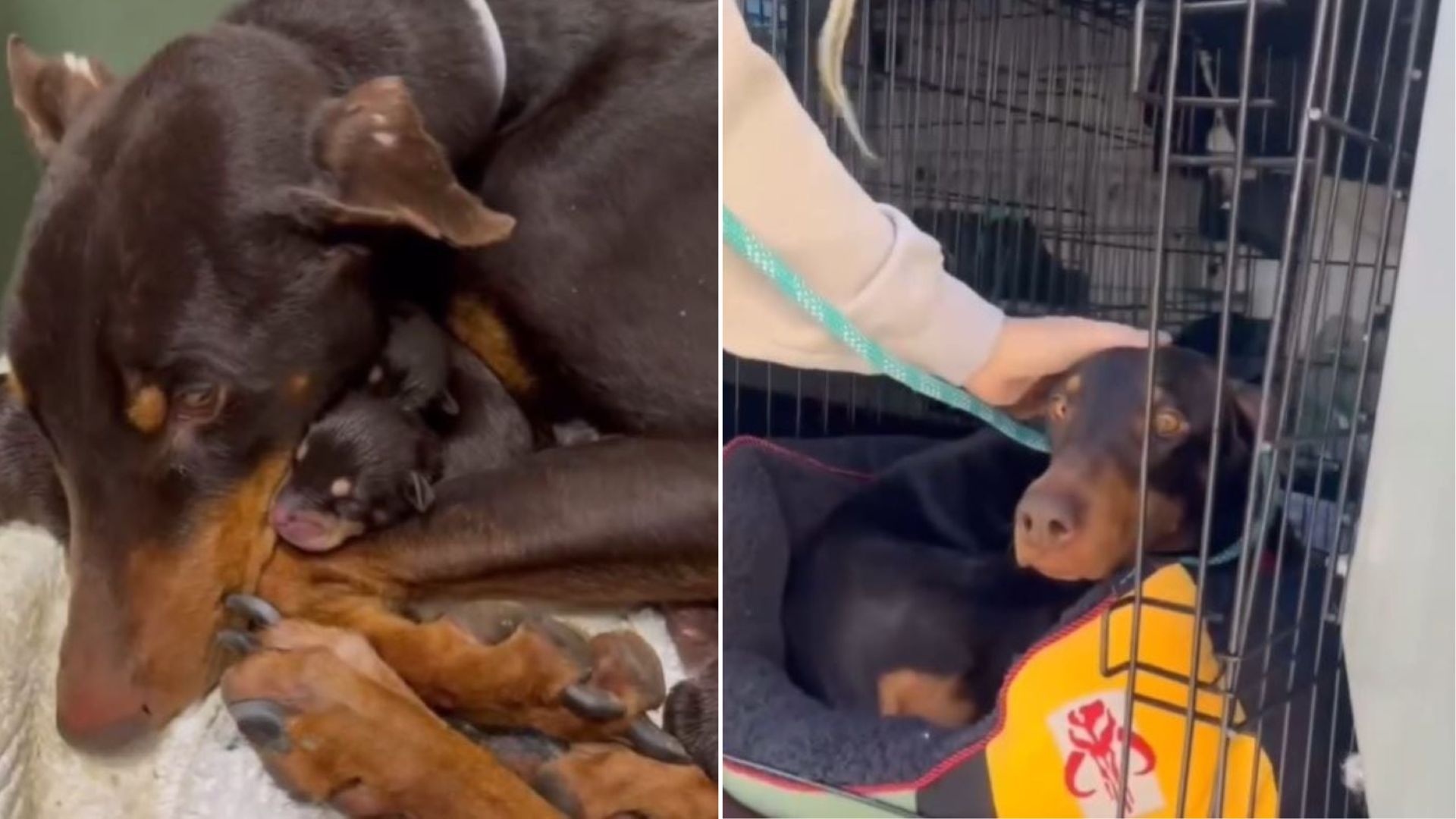 mama dog protects her puppies