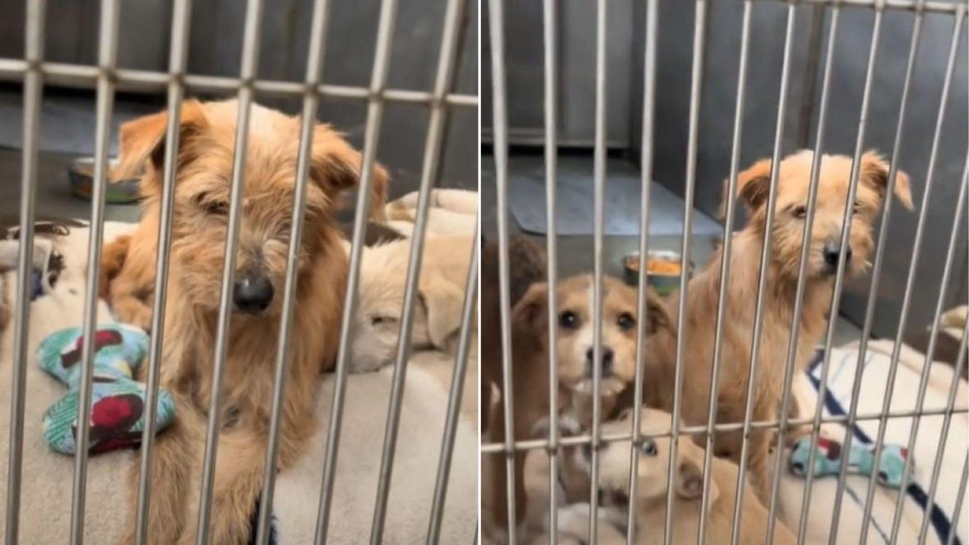 California Mama Dog Smiled As Her Puppies Got Adopted, Then Realized No One Wanted Her