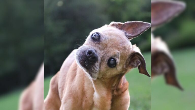 cute dog